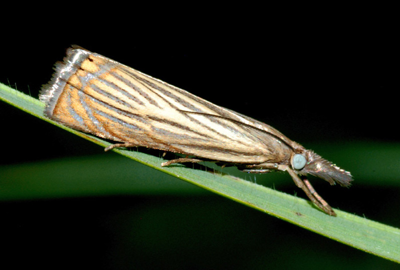 Crambus lathoniellus s.....Chrysoteuchia culmella no !!!!